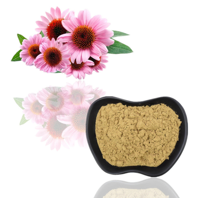 Эхинацея Purpurea 100% органическая извлекает кислоту полифенолов 2% Chicoric 4%