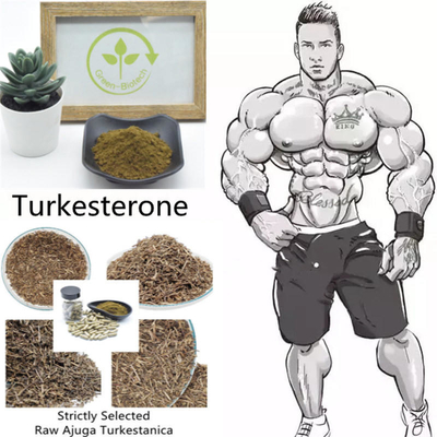 Не облученная выдержка Turkestanica Ajuga пудрит 2% 10% 40%