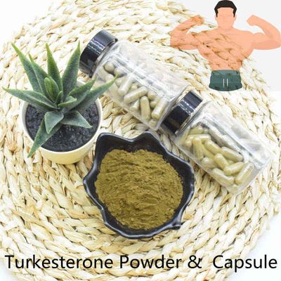Ajuga Turkestanica Брауна желтый пудрит содержание 10% 20% высокое Ecdysteroid