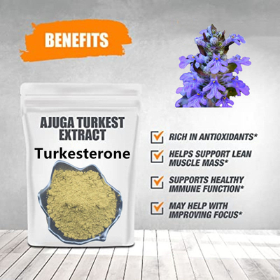 Ajuga Turkestanica 2% 10% дополняет выдержки завода Ecdysteroid естественные