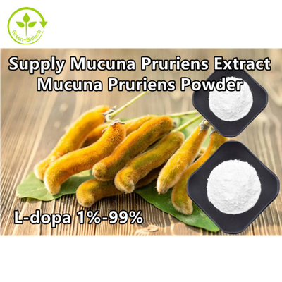 Mucuna Pruriens завода извлекает порошок L-допы 98% 99%
