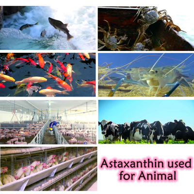 Противоокислительн дополнения порошка астаксантина выдержки 10% Pluvialis Haematococcus