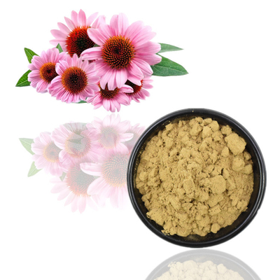 Эхинацея Purpurea 100% органическая извлекает кислоту полифенолов 2% Chicoric 4%